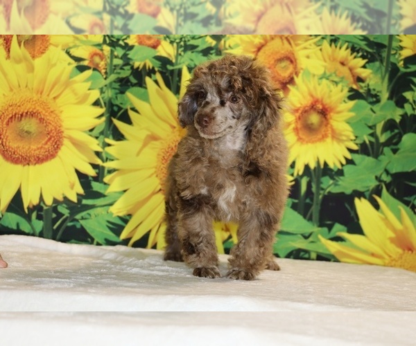 Medium Photo #33 Poodle (Toy) Puppy For Sale in DYERSBURG, TN, USA