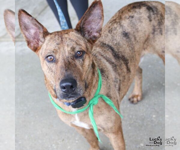 Medium Photo #2 Plott Hound-Unknown Mix Puppy For Sale in Washington, DC, USA