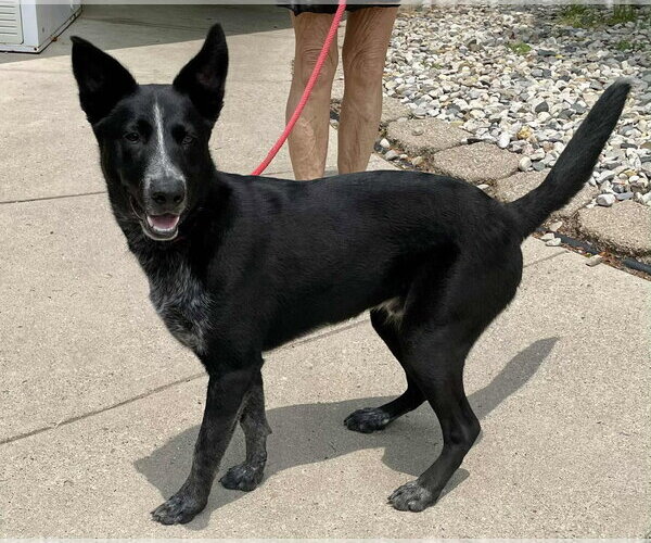 Medium Photo #7 Border Collie-Unknown Mix Puppy For Sale in Highland, IL, USA