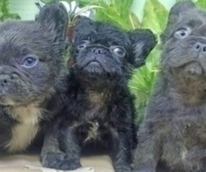 French Bulldog Puppy for sale in DETROIT, MI, USA