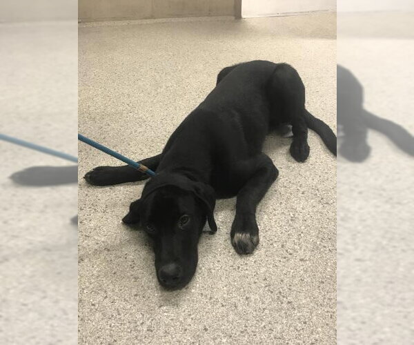 Medium Photo #1 Labrador Retriever-Unknown Mix Puppy For Sale in Conroe, TX, USA