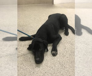 Labrador Retriever-Unknown Mix Dogs for adoption in Conroe, TX, USA