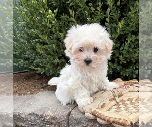 Maltese Puppy for sale in MIDDLEBURY, IN, USA
