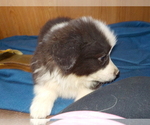 Small Photo #69 Australian Shepherd-Pembroke Welsh Corgi Mix Puppy For Sale in GALLEGOS, NM, USA