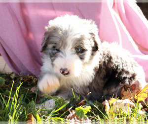 Bordoodle Puppy for sale in ASHLAND, OH, USA
