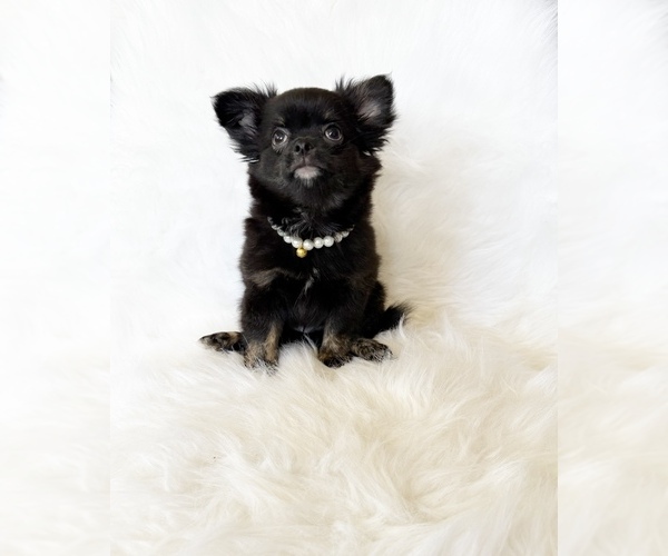 Medium Photo #3 Chihuahua Puppy For Sale in SACRAMENTO, CA, USA