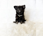 Small #2 Chihuahua