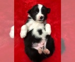 Puppy 5 Miniature Australian Shepherd