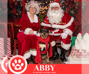 Abby (Mom to the Brindle Boos) 110423 - Female Labrador Retriever-Unknown Mix Dog for Adoption - Photo #2