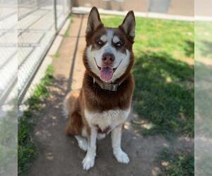 Siberian Husky-Unknown Mix Dogs for adoption in Modesto, CA, USA