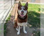 Small Siberian Husky Mix