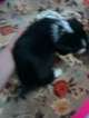 Small Photo #12 Border Collie-Pembroke Welsh Corgi Mix Puppy For Sale in ORCHARD, CO, USA