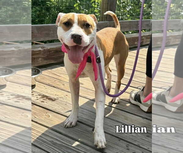 Medium Photo #1 Mutt Puppy For Sale in Woodbury, NY, USA