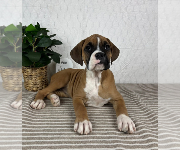 Medium Photo #3 Boxer Puppy For Sale in GREENFIELD, IN, USA