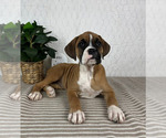Small #2 Boxer