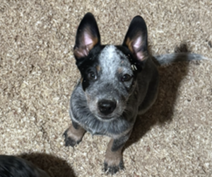 Australian Cattle Dog Puppy for sale in MIDDLEBORO, MA, USA