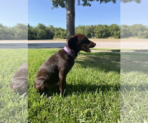 Savannah - Female German Shorthaired Lab Dog for Adoption - Photo #4