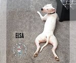 Small #3 American Pit Bull Terrier Mix