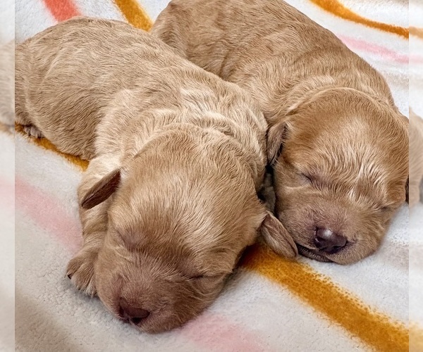 Medium Photo #1 Cavapoo (Miniature) Puppy For Sale in WAUSEON, OH, USA