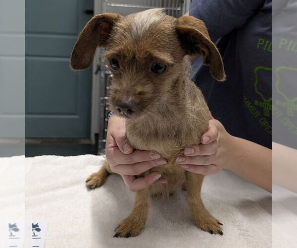 Medium Photo #1 Mutt Puppy For Sale in Chico, CA, USA