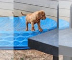 Small Photo #3 Dogue de Bordeaux Puppy For Sale in MONROE, GA, USA
