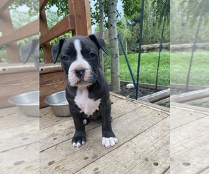 Bullypit Puppy for sale in LITTLETON, CO, USA