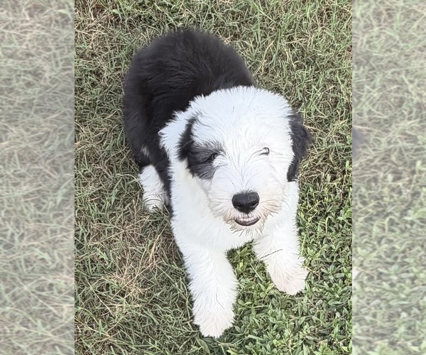 Medium Photo #7 Old English Sheepdog Puppy For Sale in WAKE FOREST, NC, USA