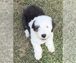 Small #6 Old English Sheepdog