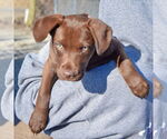 Small #4 Basset Hound-Chocolate Labrador retriever Mix