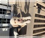 Small #1 Mutt