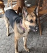Small Photo #1 German Shepherd Dog Puppy For Sale in ADRIAN, MI, USA
