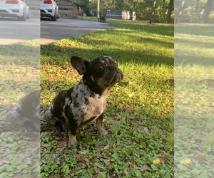 French Bulldog Puppy for sale in JACKSONVILLE, FL, USA