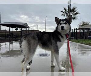 Siberian Husky Dogs for adoption in Orange, CA, USA