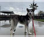 Small Siberian Husky