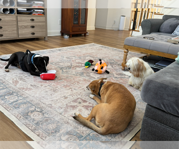 Medium Photo #2 Beagle-Unknown Mix Puppy For Sale in Holly Springs, NC, USA