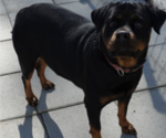 Small #3 Rottweiler