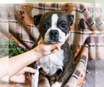 Small Photo #1 Boston Terrier Puppy For Sale in WAKARUSA, IN, USA