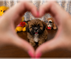 Lhasa Apso Puppy for sale in DURHAM, CT, USA
