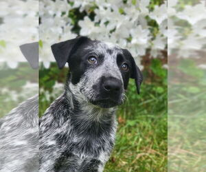 Mutt Dogs for adoption in Garden City, NY, USA