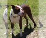 Small Photo #2 Bullypit Puppy For Sale in Bandera, TX, USA