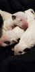 Small Photo #5 Bull Terrier Puppy For Sale in JACKSON, MI, USA