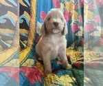 Puppy 2 Bernedoodle