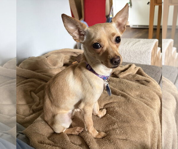 Medium Photo #1 Chihuahua Puppy For Sale in Rootstown, OH, USA