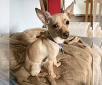 Small Chihuahua