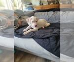 Small #1 Boxer