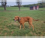 Small #9 Golden Retriever Mix
