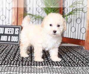 Poochon Puppy for sale in NAPLES, FL, USA