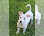 Small #3 American Pit Bull Terrier-American Staffordshire Terrier Mix