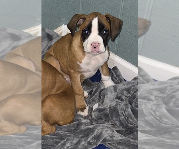 Medium Photo #6 Boxer Puppy For Sale in GALLOWAY, NJ, USA