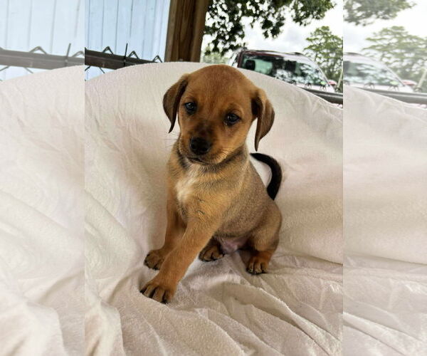 Medium Photo #1 Labrador Retriever-Unknown Mix Puppy For Sale in Rustburg, VA, USA
